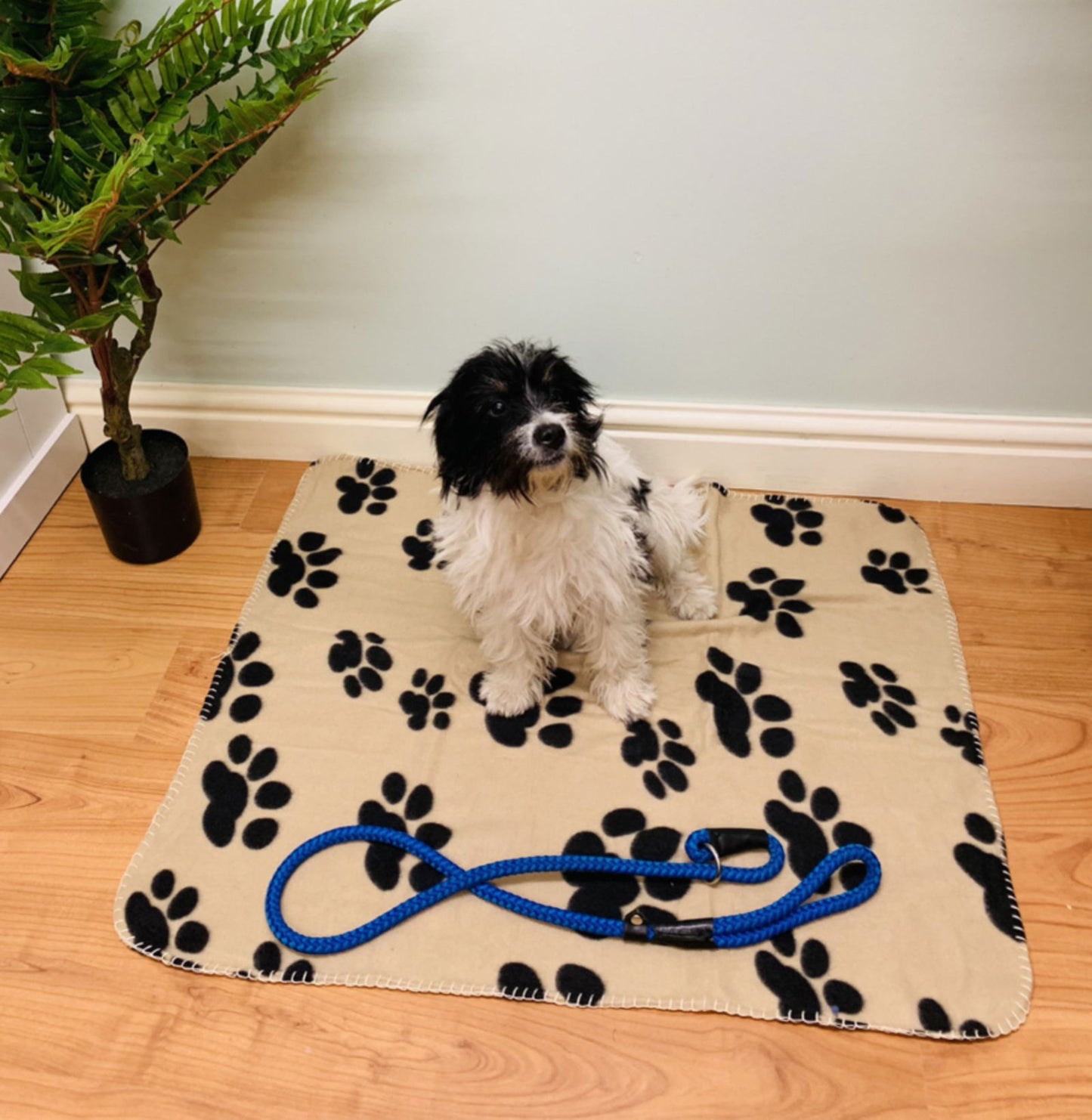 Black and white dog sitting on beige paw print fleece throw with black paw patterns on wooden floor