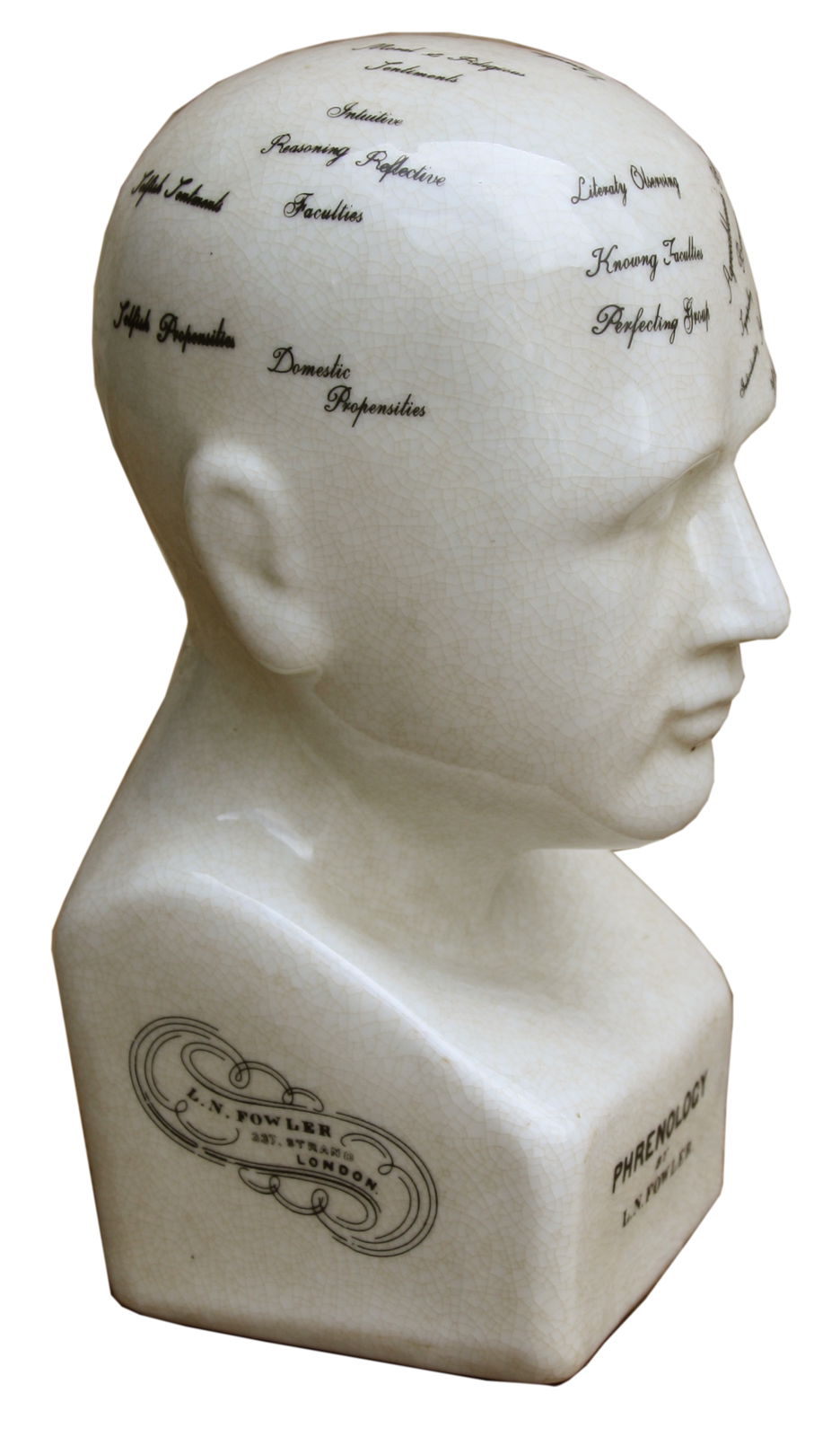 Geko Products small phrenology head model showcasing labeled brain regions in white ceramic
