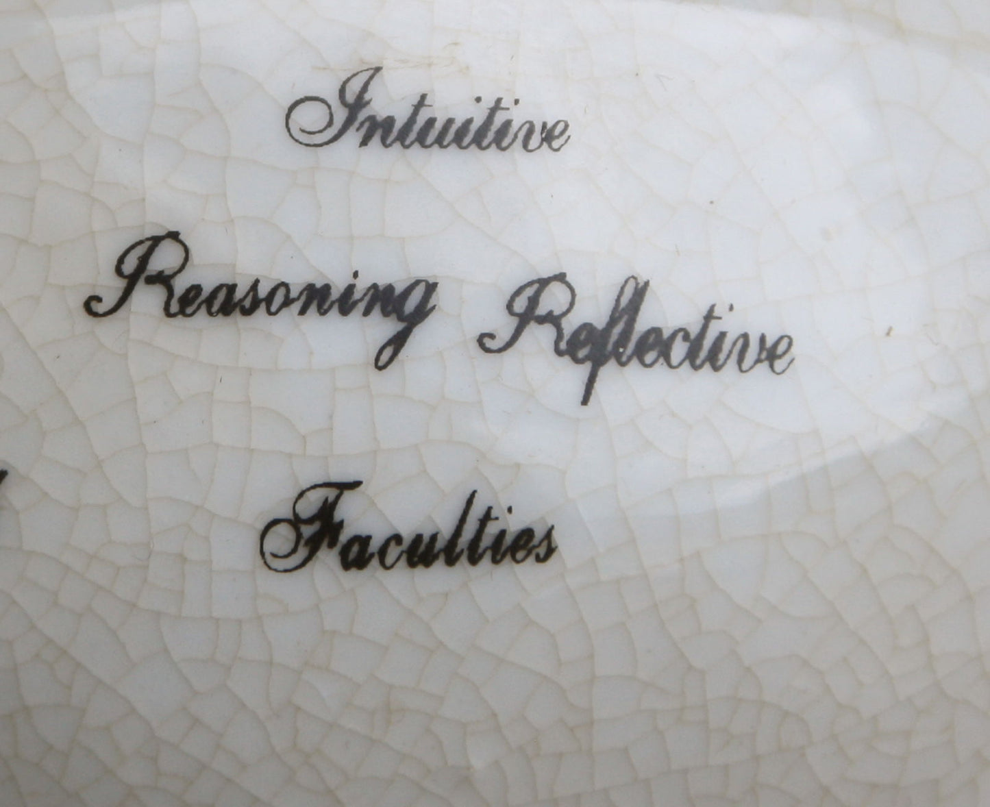 Close-up of small phrenology head showing Intuitive Reasoning Reflective Faculties text