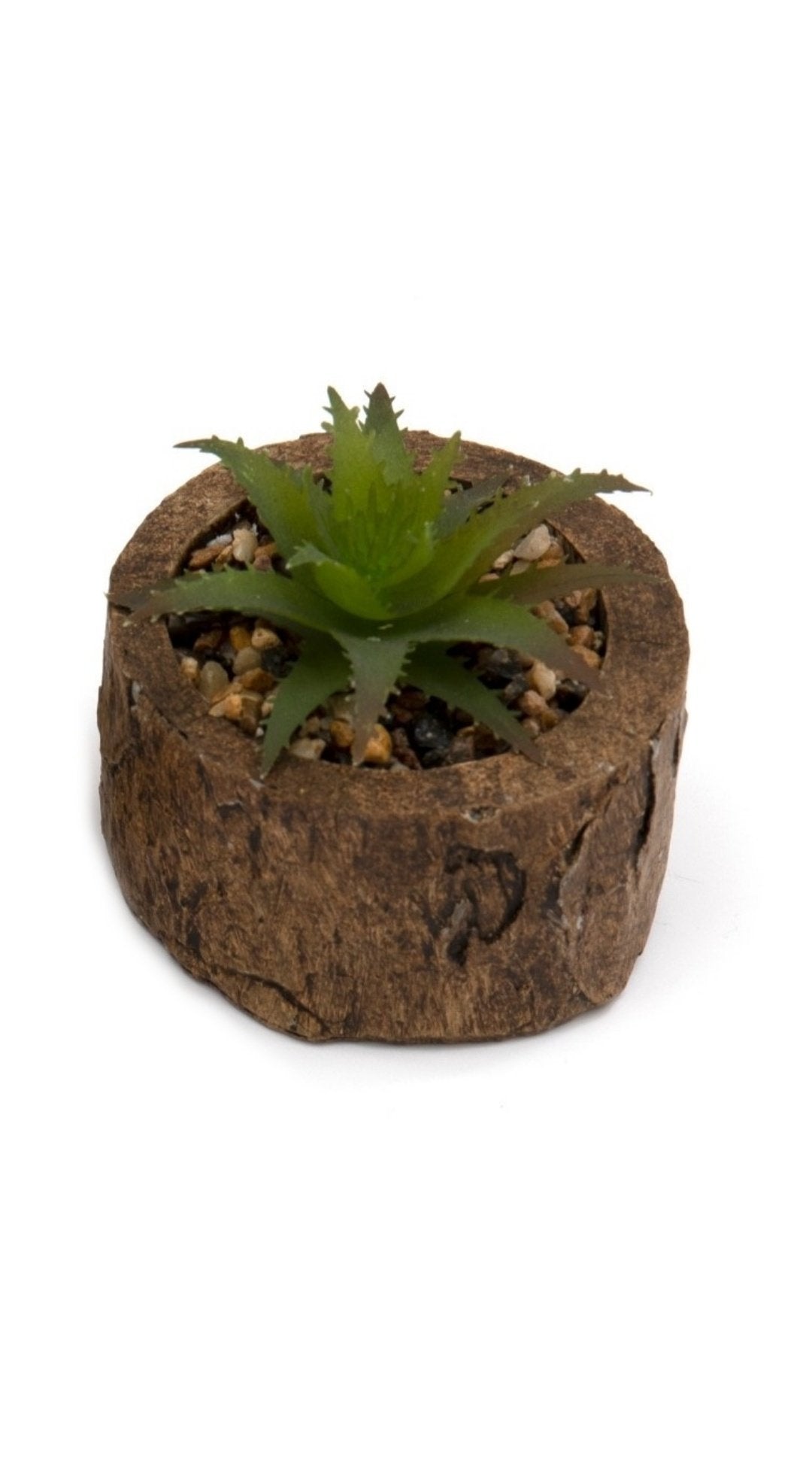 Green succulent plant in a bark effect succulent pot with realistic textured surface