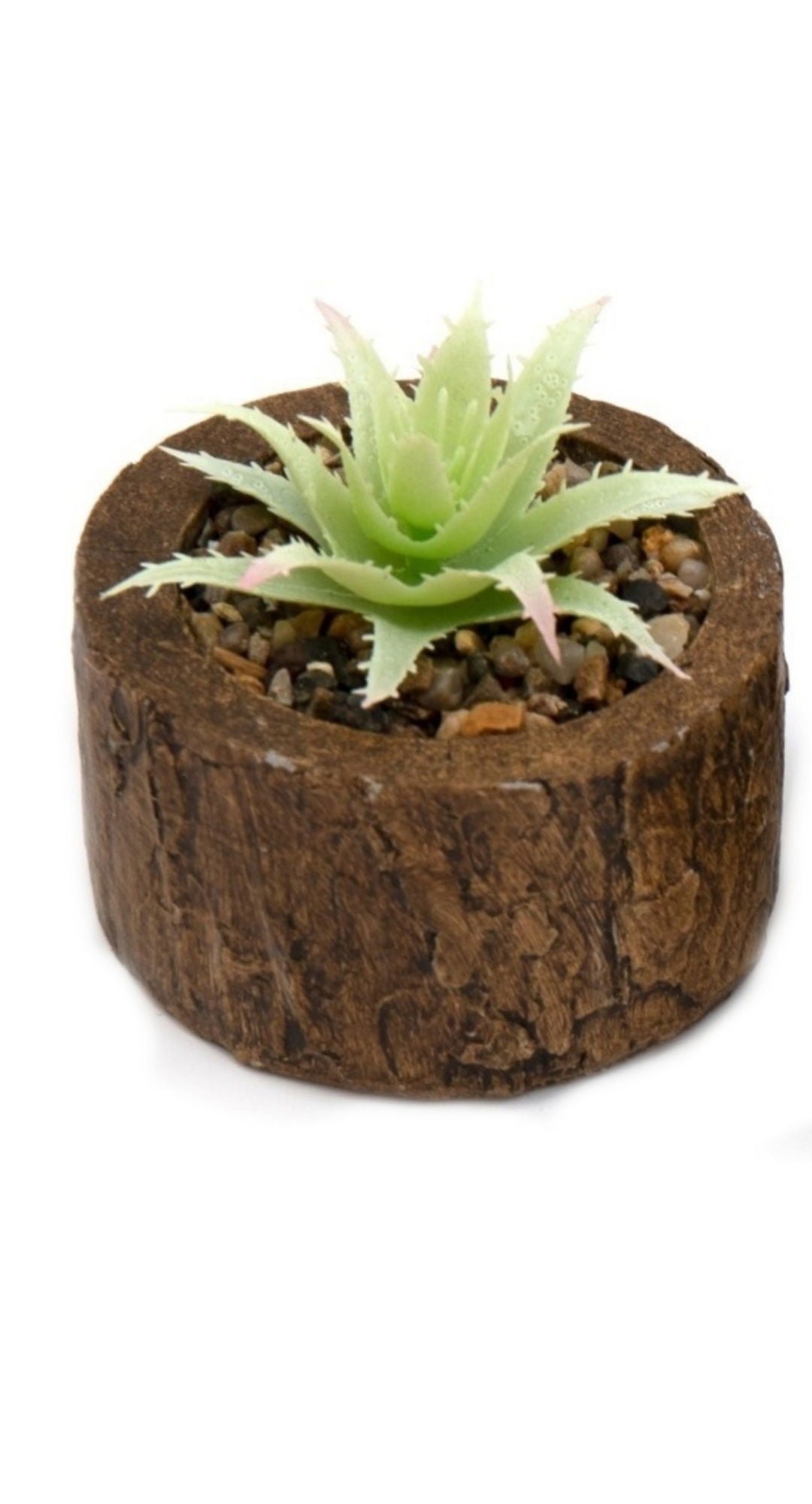Green succulent plant in a Geko Products bark effect succulent pot with natural textured design