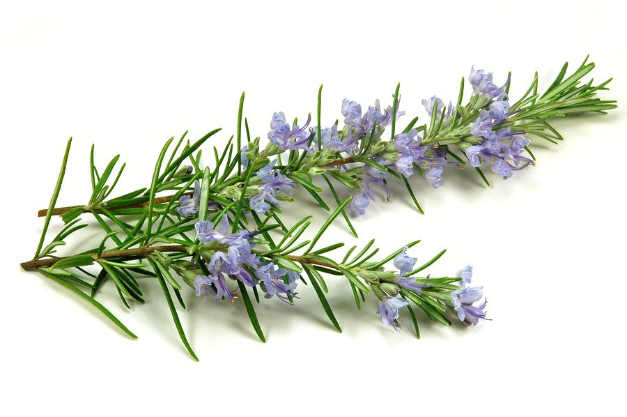 Fresh rosemary sprigs with purple flowers highlighting the ingredient for Rosemary essential oil soap