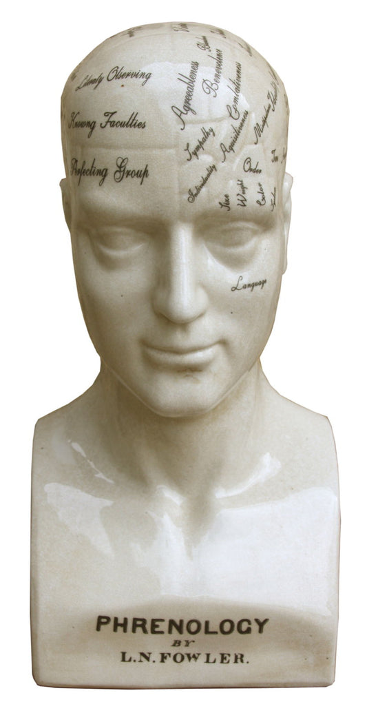 Large phrenology head sculpture by Geko Products with detailed labeled brain regions in vintage style