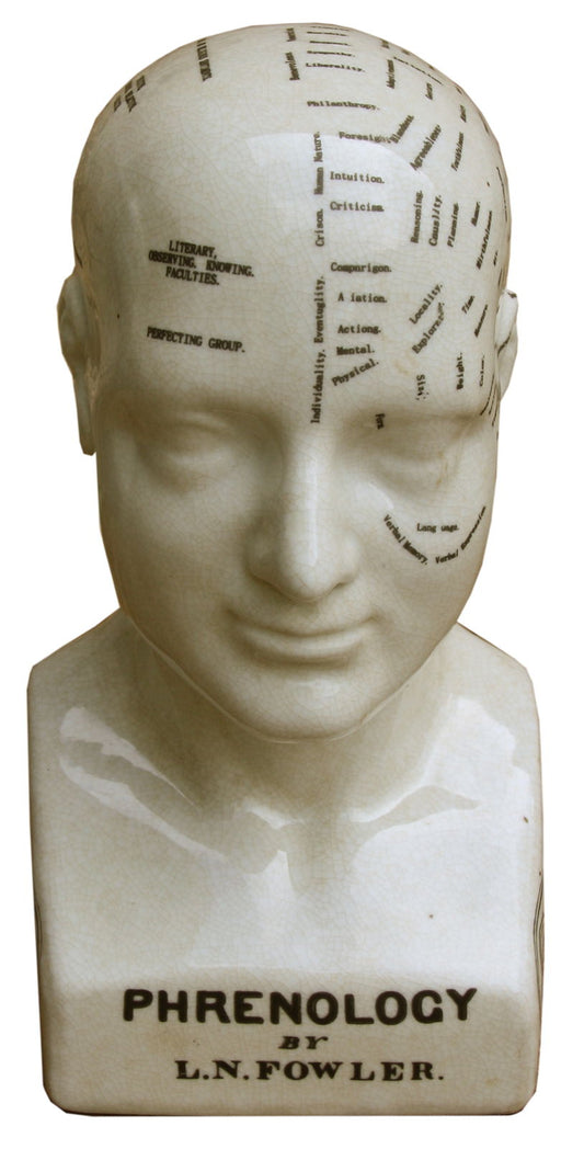 Medium phrenology bust 25cm by Geko Products with detailed labeled brain areas and white finish