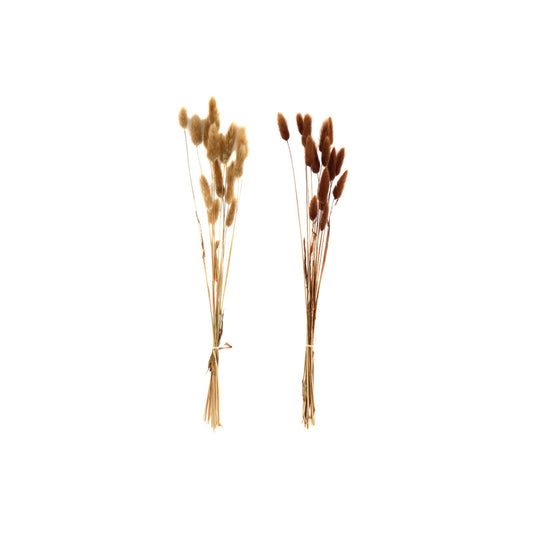 Two bundles of natural dried lagarus bouquets in beige and brown shades from Geko Products