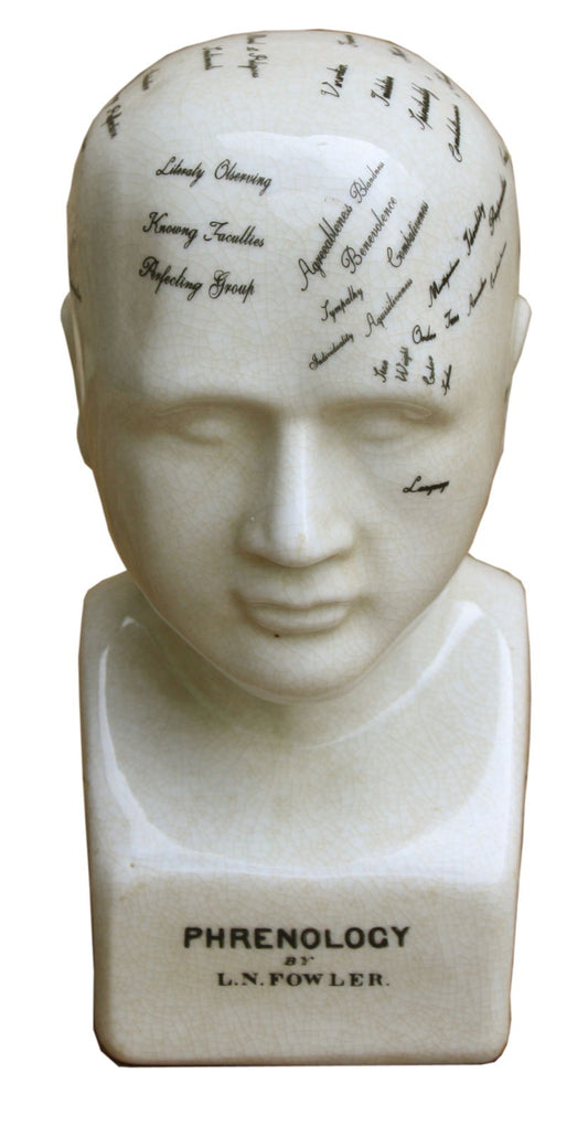 Geko Products small phrenology head model with labeled regions for study and decoration